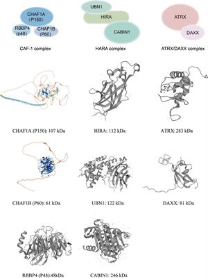 Dynamic Activity of Histone H3-Specific Chaperone Complexes in Oncogenesis